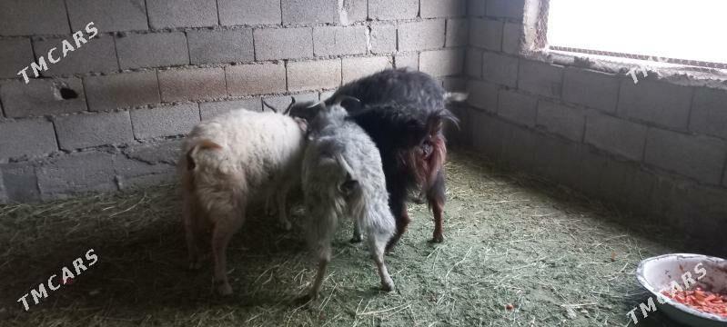 Dog yas geci - Гёкдепе - img 1