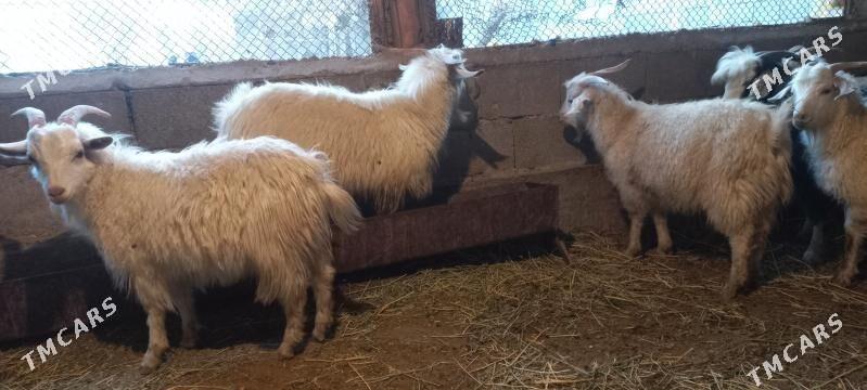 Cebis - Gökdepe - img 3