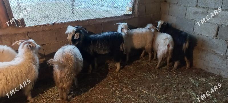 Cebis - Gökdepe - img 2