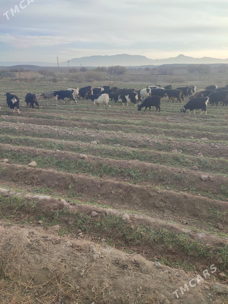 Gysyr geçi - Gyzylarbat - img 1