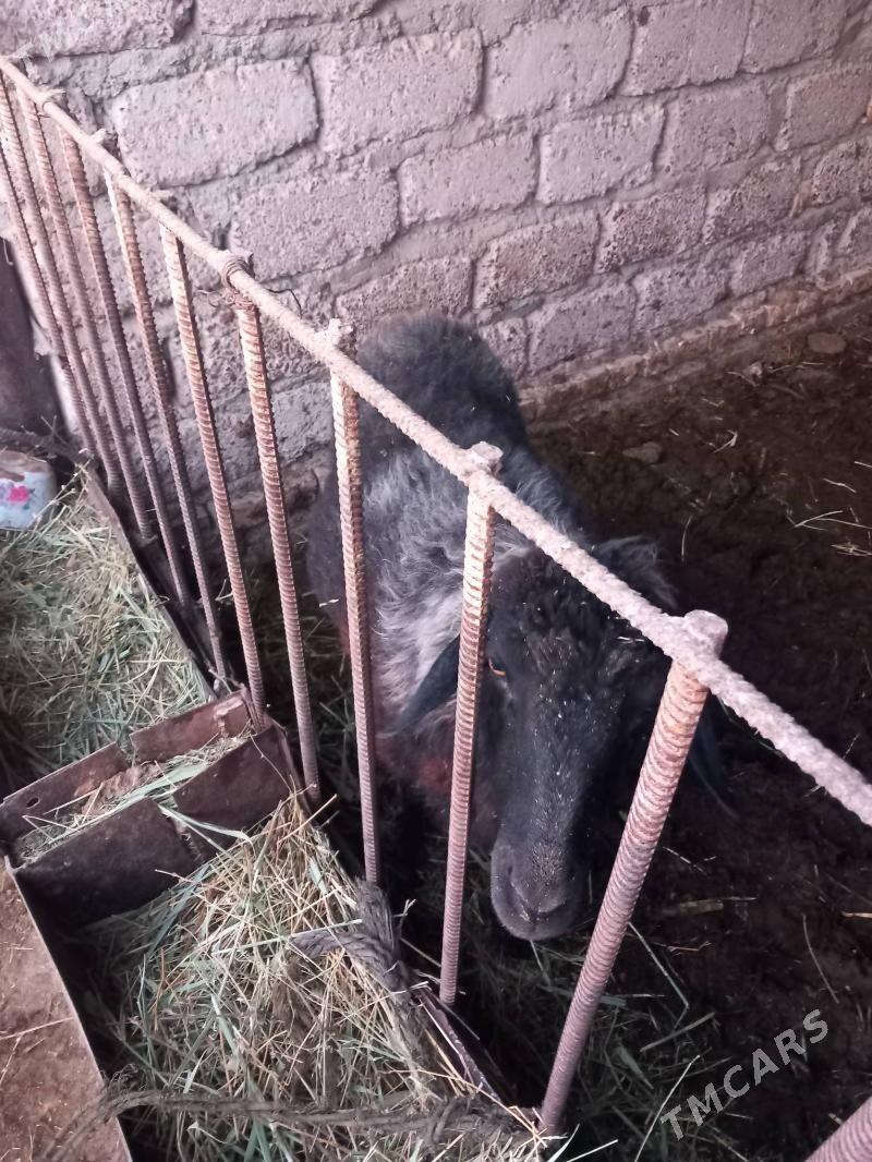 Gara Köl . - Ýaşlyk - img 1