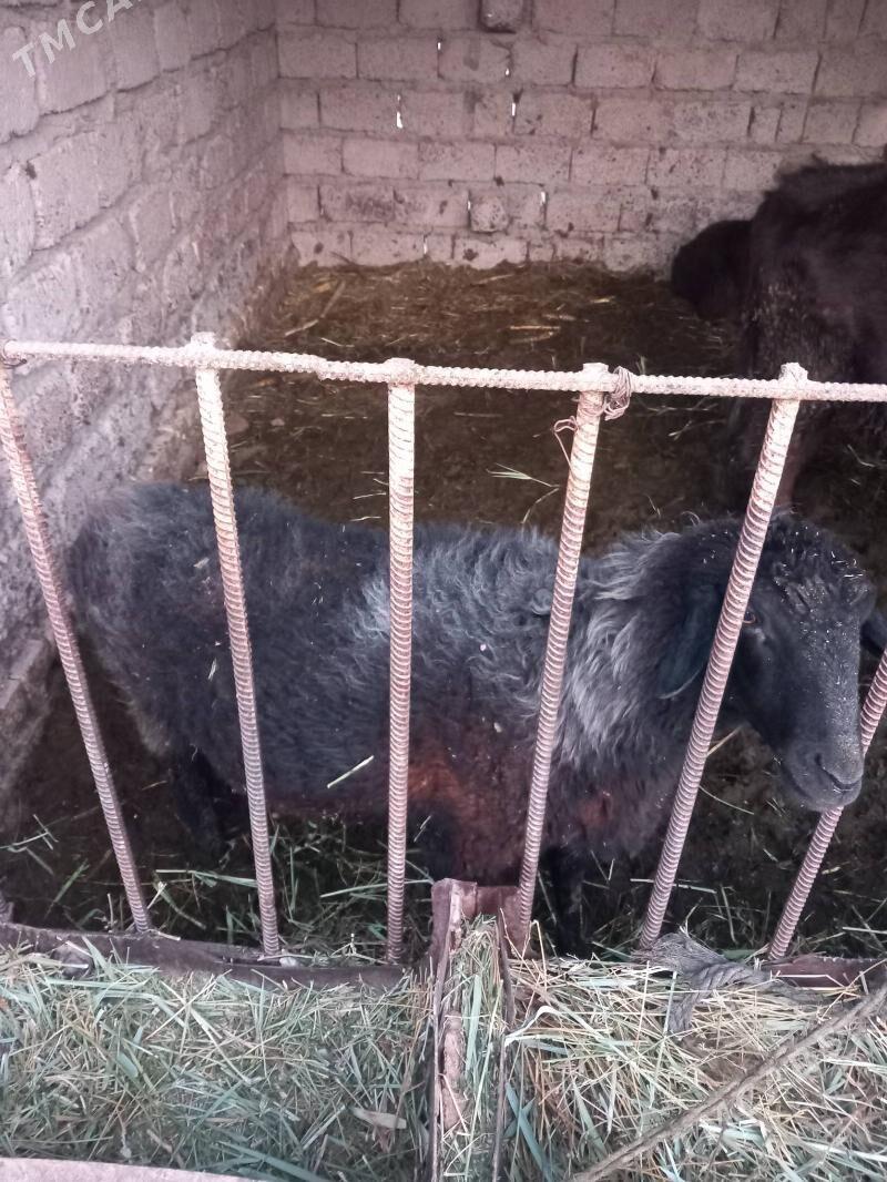 Gara Köl . - Ýaşlyk - img 2