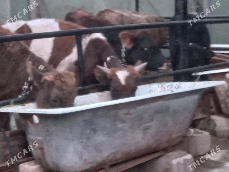 arzan 6.mal - Бузмеин - img 2