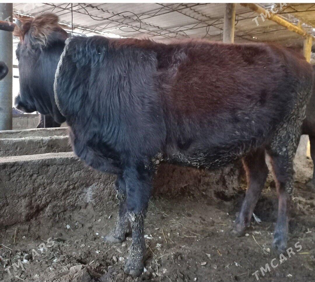 tuwe - Ýaşlyk - img 2