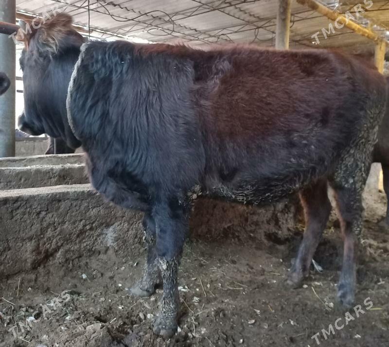 tuwe - Ýaşlyk - img 3