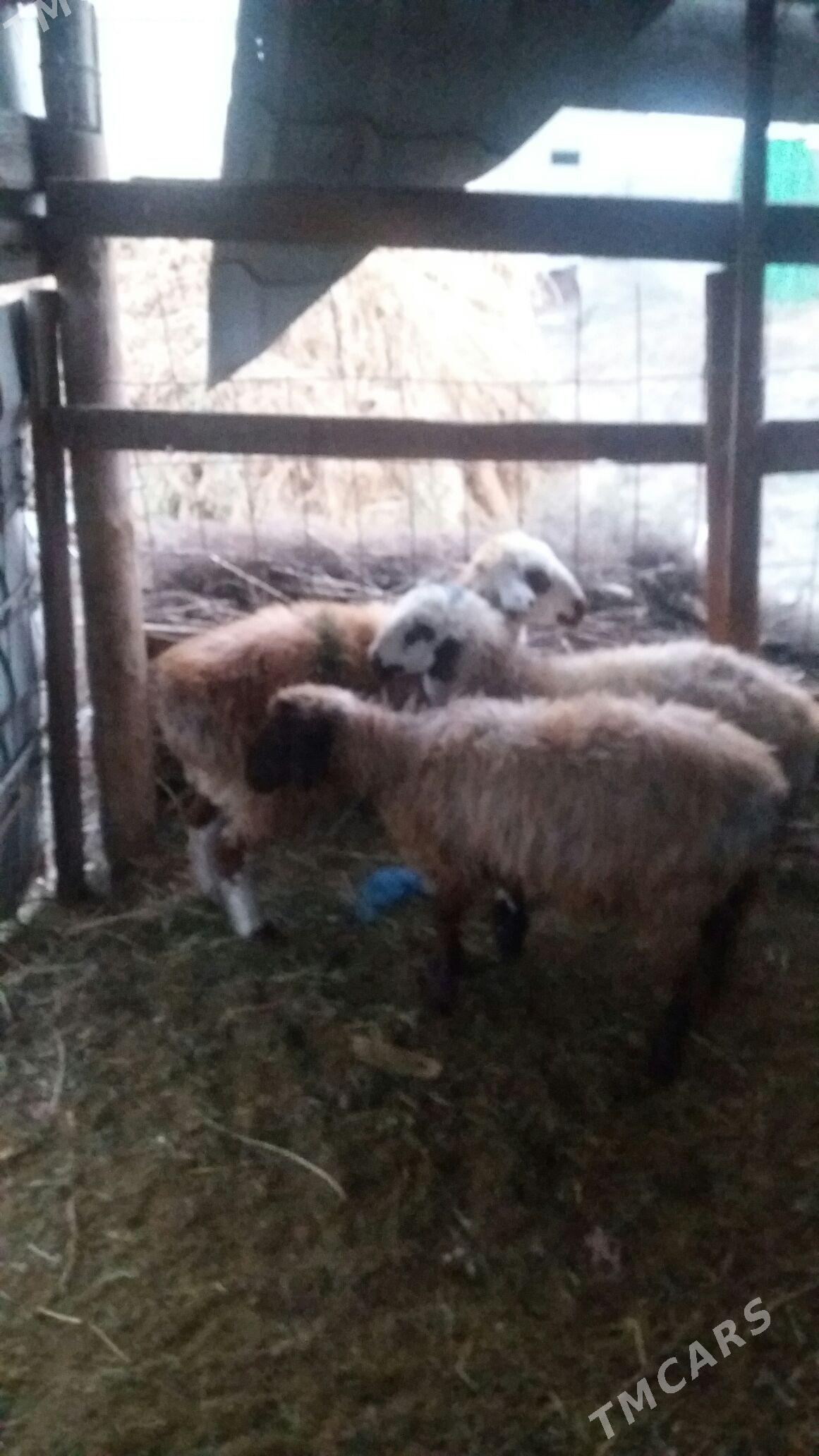 ikisanak isek - Gökdepe - img 2