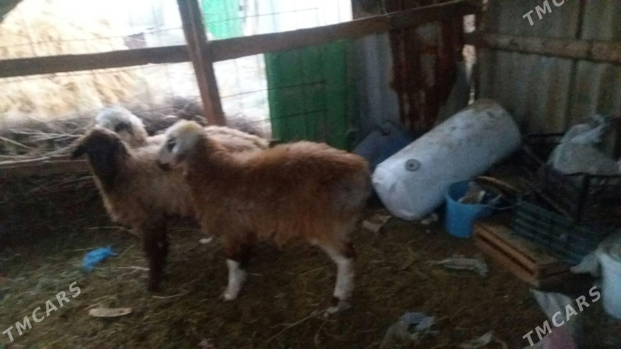 ikisanak isek - Gökdepe - img 1