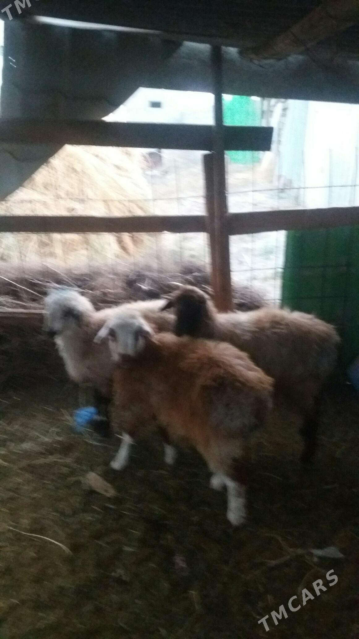 ikisanak isek - Gökdepe - img 3