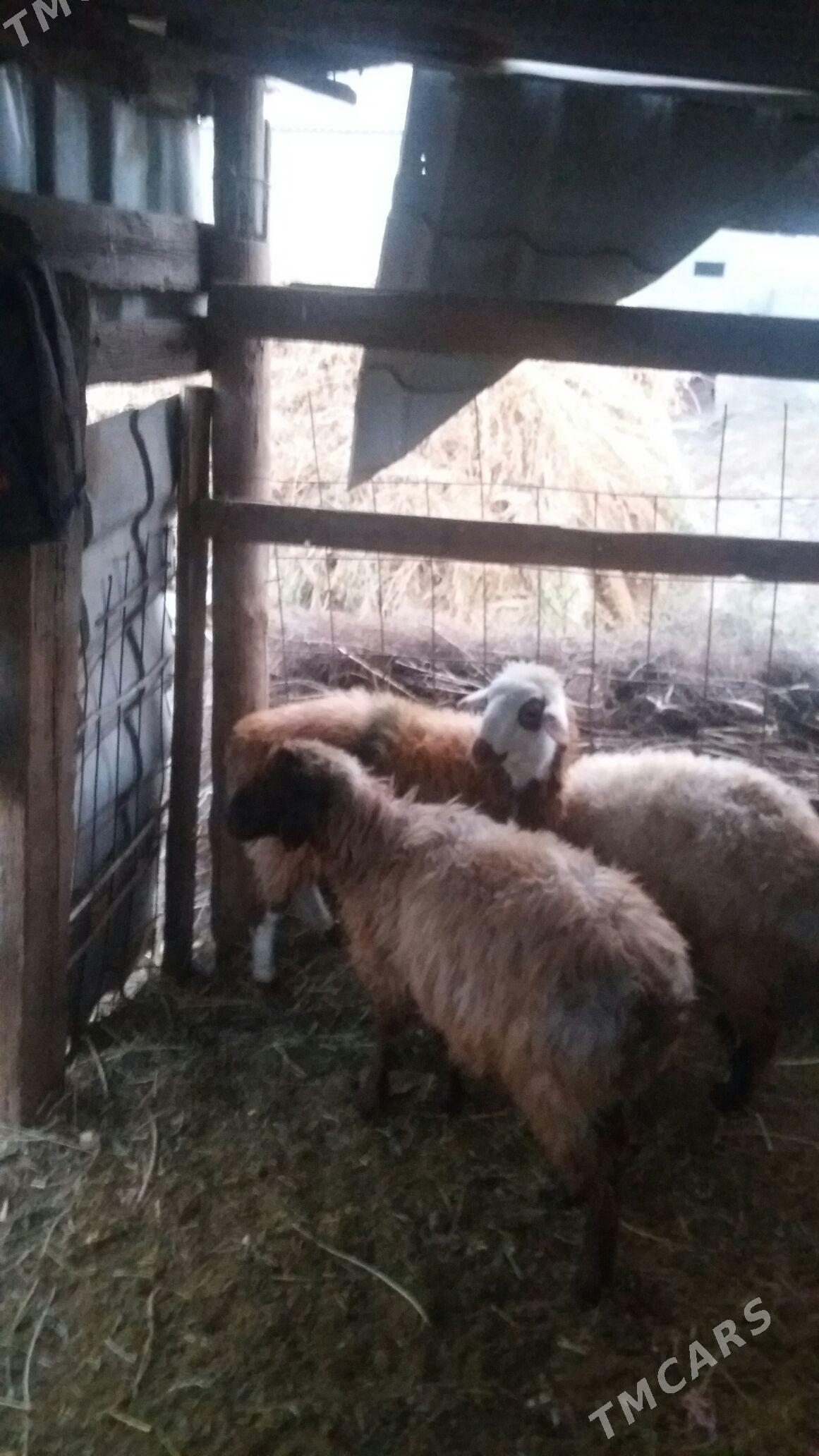 ikisanak isek - Gökdepe - img 4