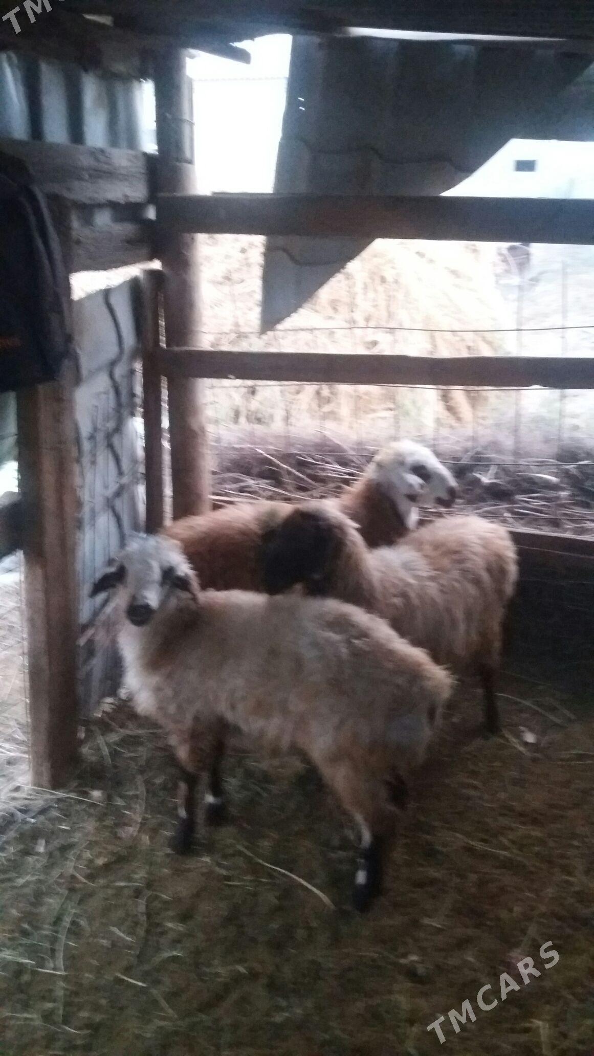 ikisanak isek - Gökdepe - img 5