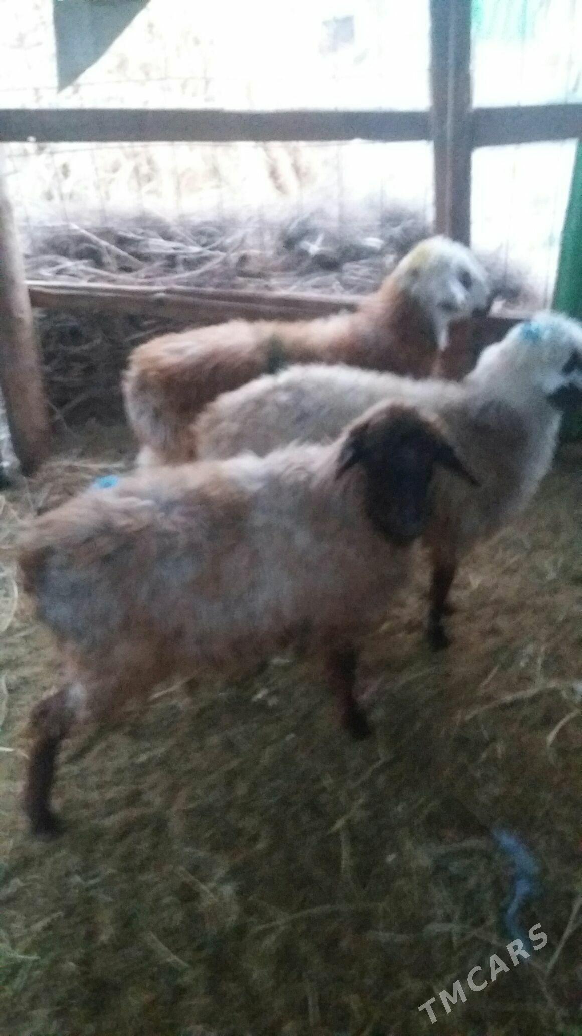 ikisanak isek - Gökdepe - img 7