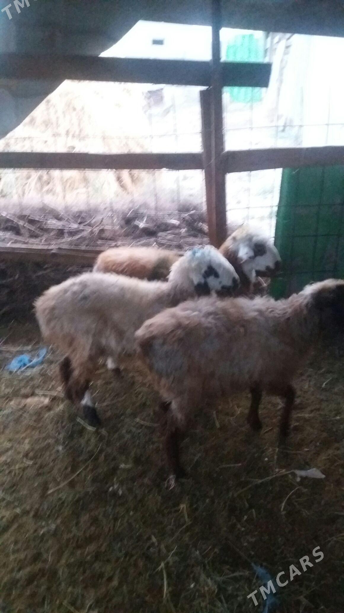 ikisanak isek - Gökdepe - img 6