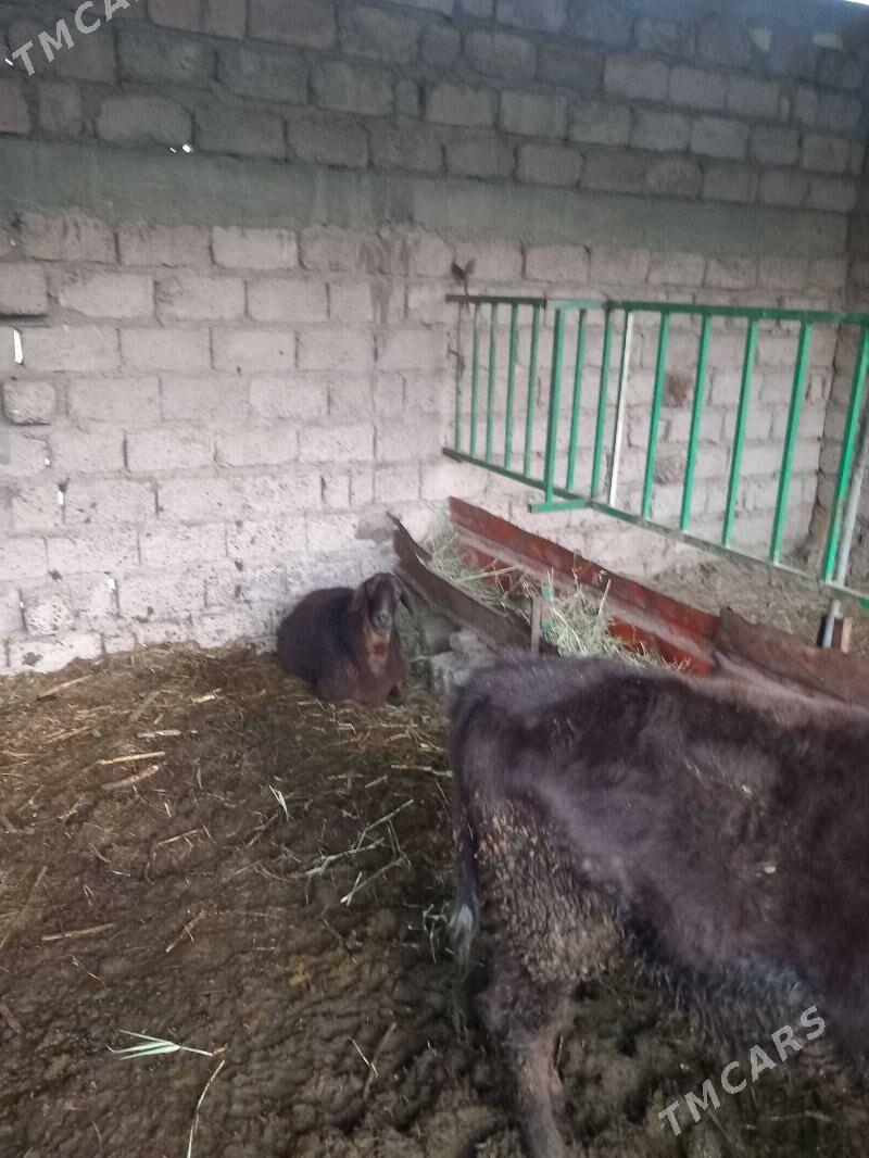 Gisar goyun. - Ýaşlyk - img 1