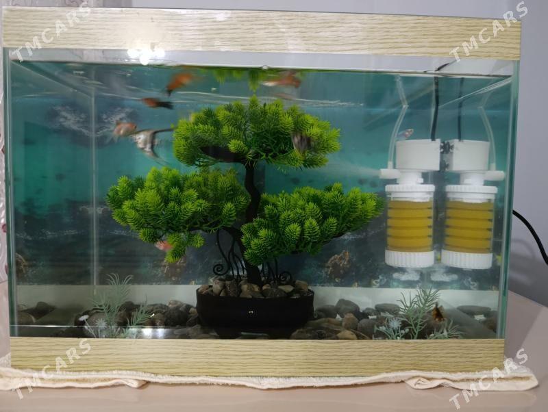 Akvaryum аквариум - Багир - img 3