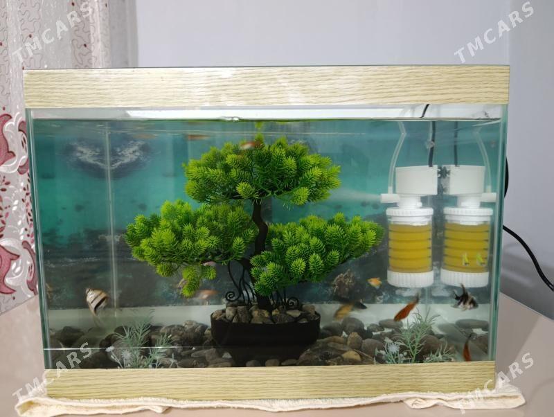 Akvaryum аквариум - Багир - img 2