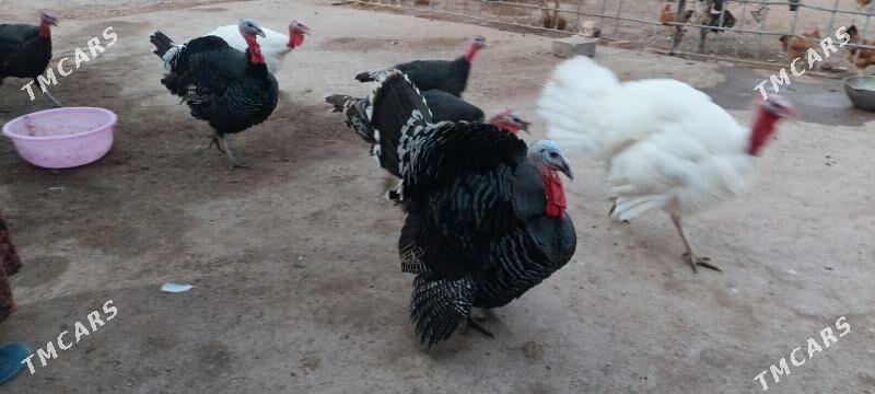 induk.towuk horaz - Babadaýhan - img 1