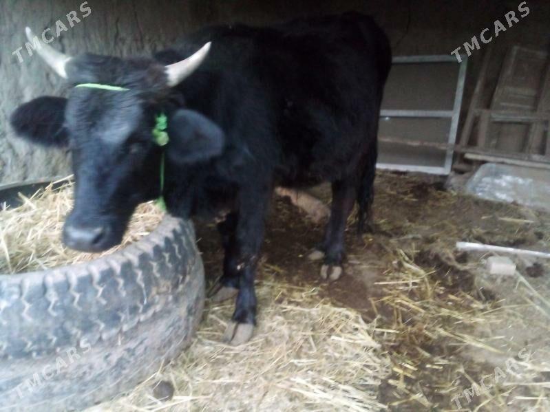 öküz 2 yaşar - Чарджоу - img 1