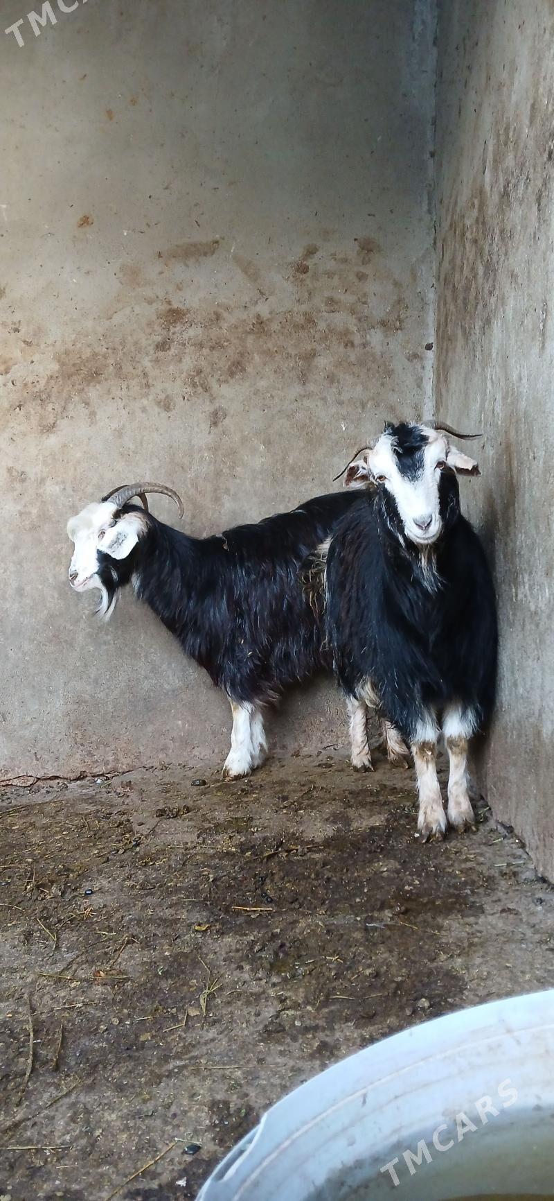 Dog - Хитровка - img 2