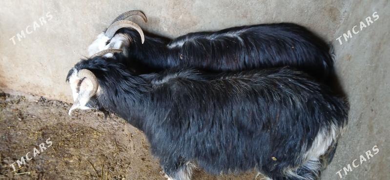 Dog - Хитровка - img 3