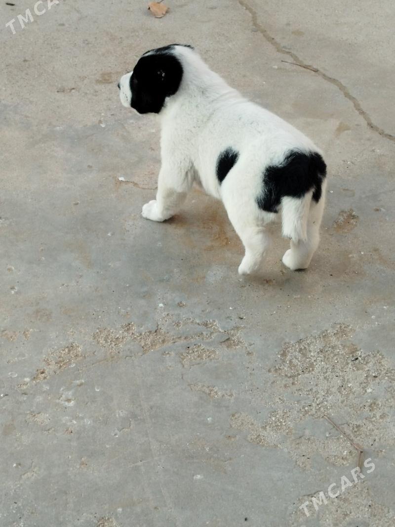 gujuk - Туркменбаши - img 3