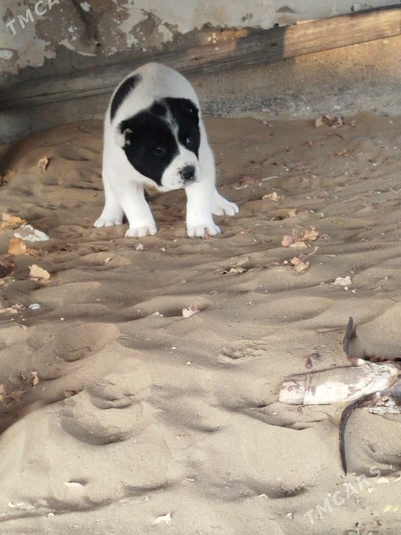 gujuk - Туркменбаши - img 2