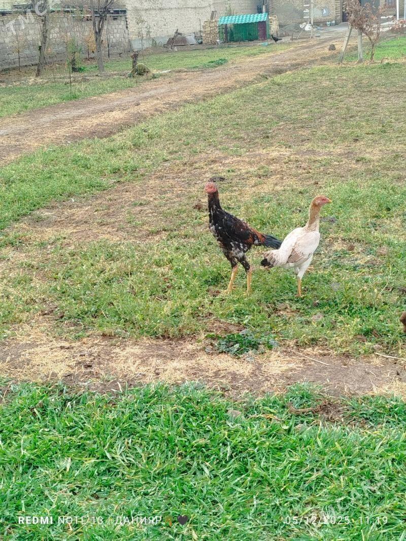 horaz - Чарджоу - img 1