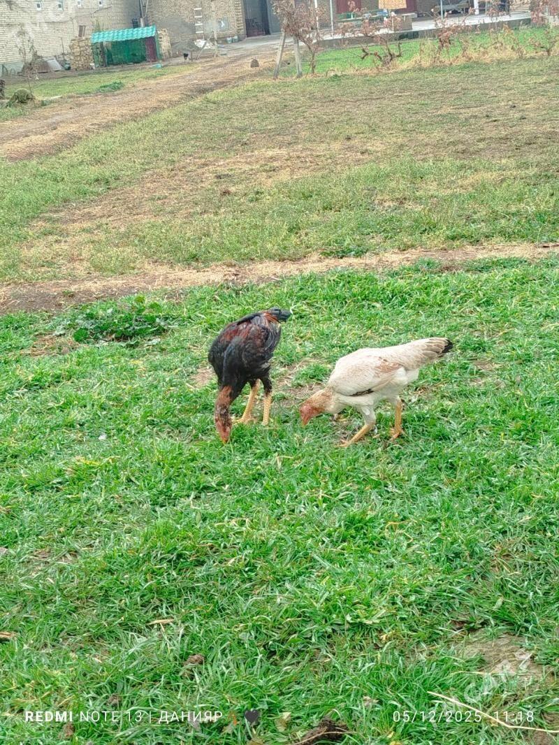 horaz - Чарджоу - img 2