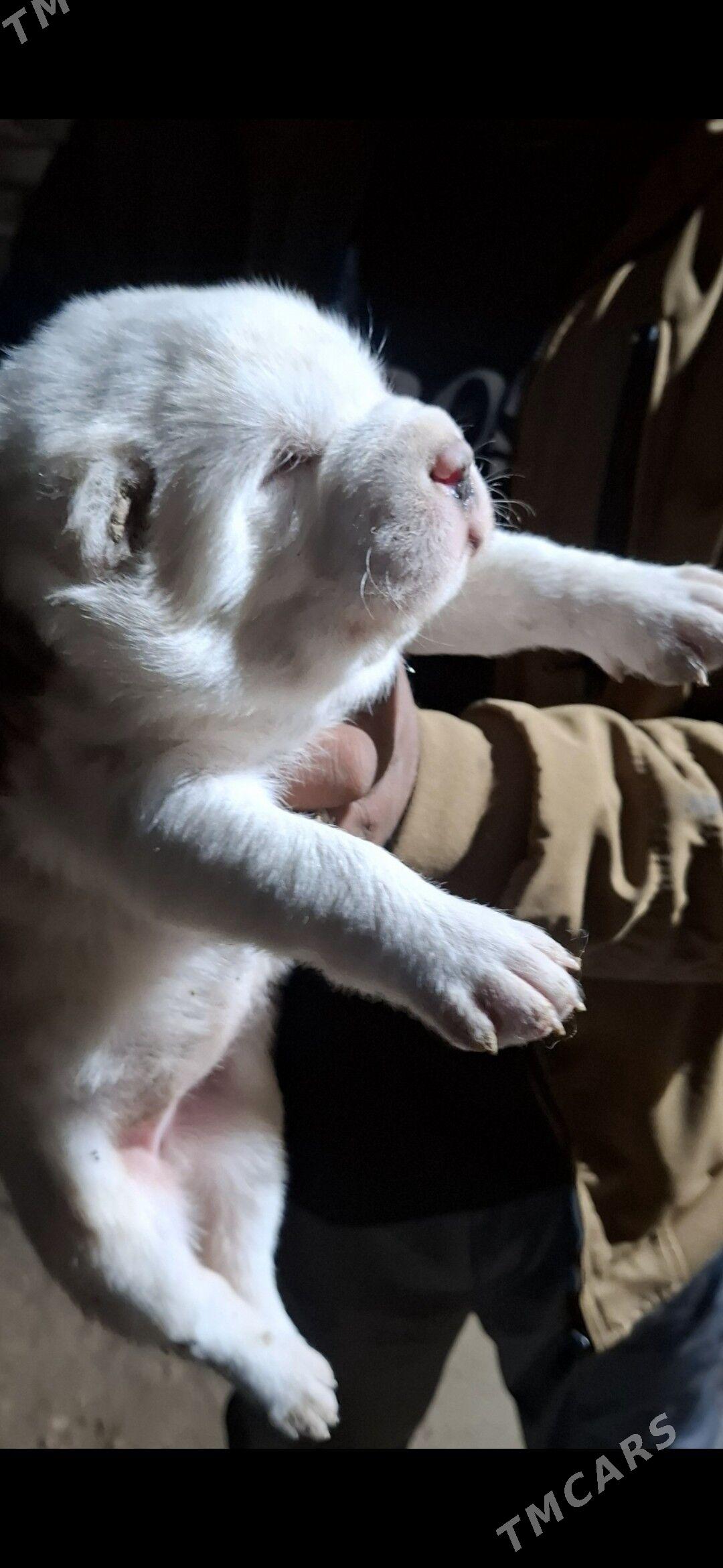 alabay - Baýramaly - img 1