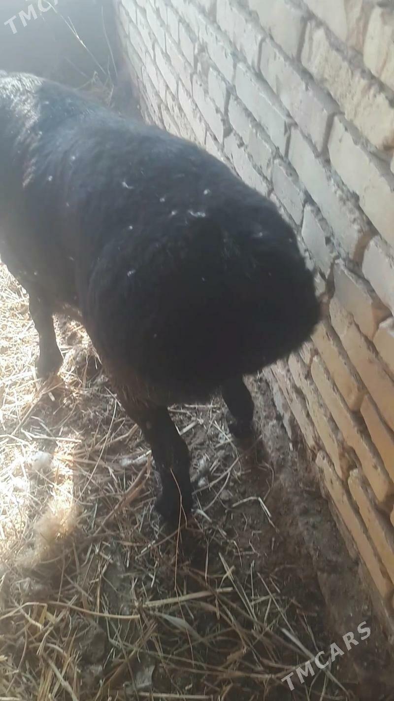 гусар гоч - Дянев - img 2