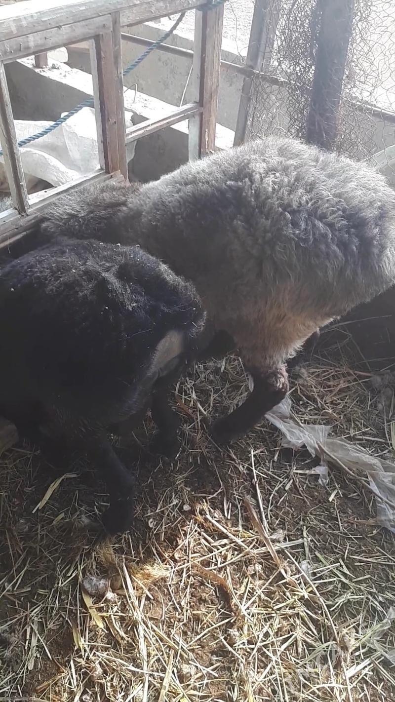 гусар гоч - Дянев - img 3