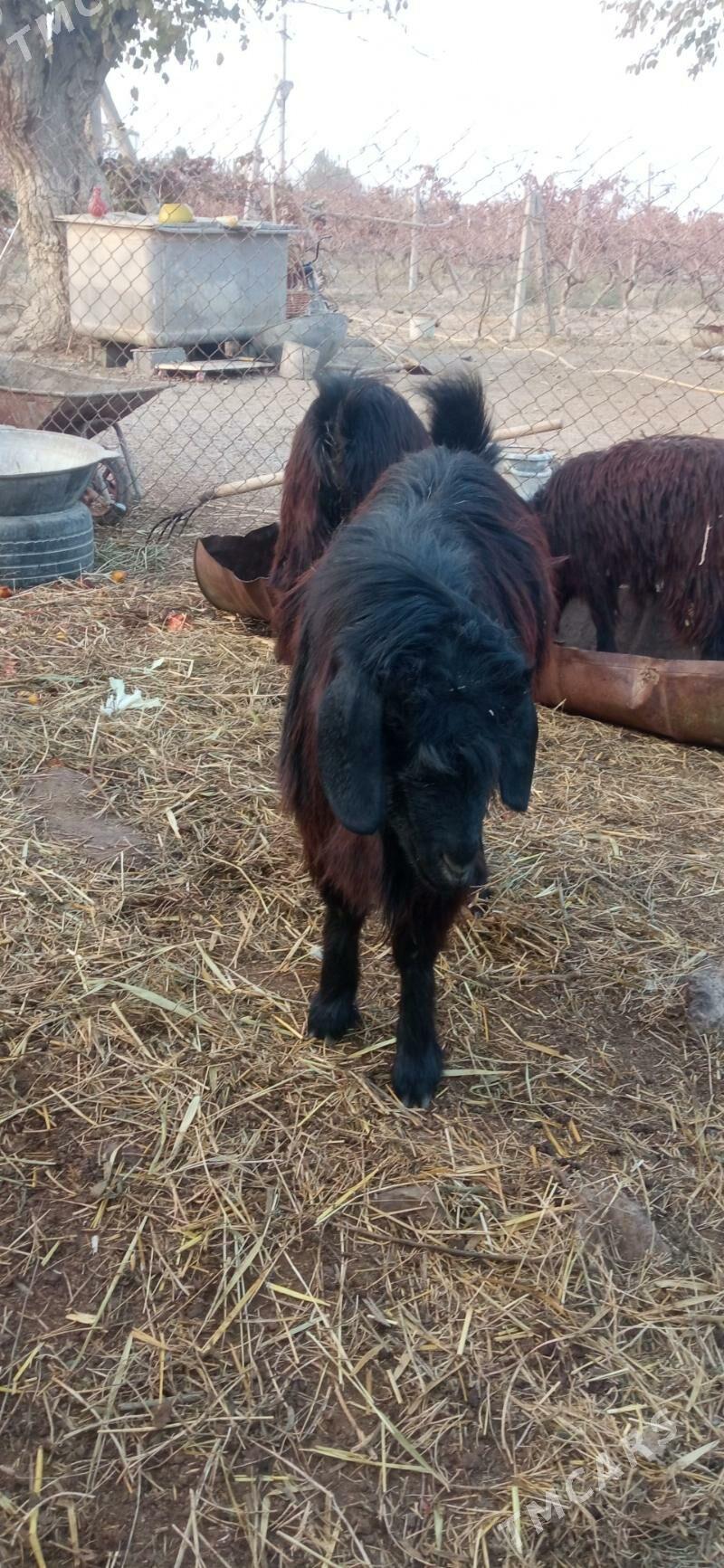 cevis - Гёкдепе - img 2