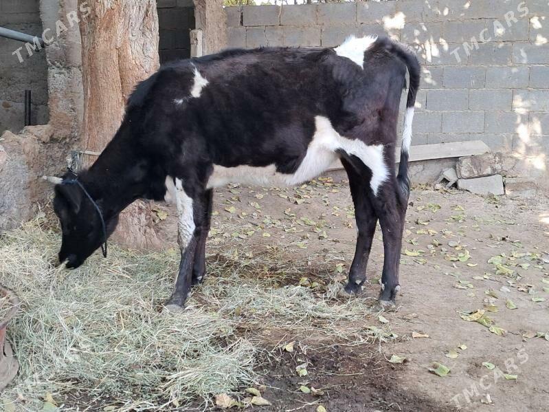 Tüwe - Gökdepe - img 2