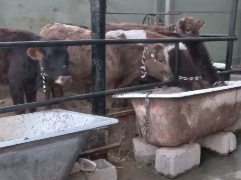 arzan 6.mal - Бузмеин - img 3