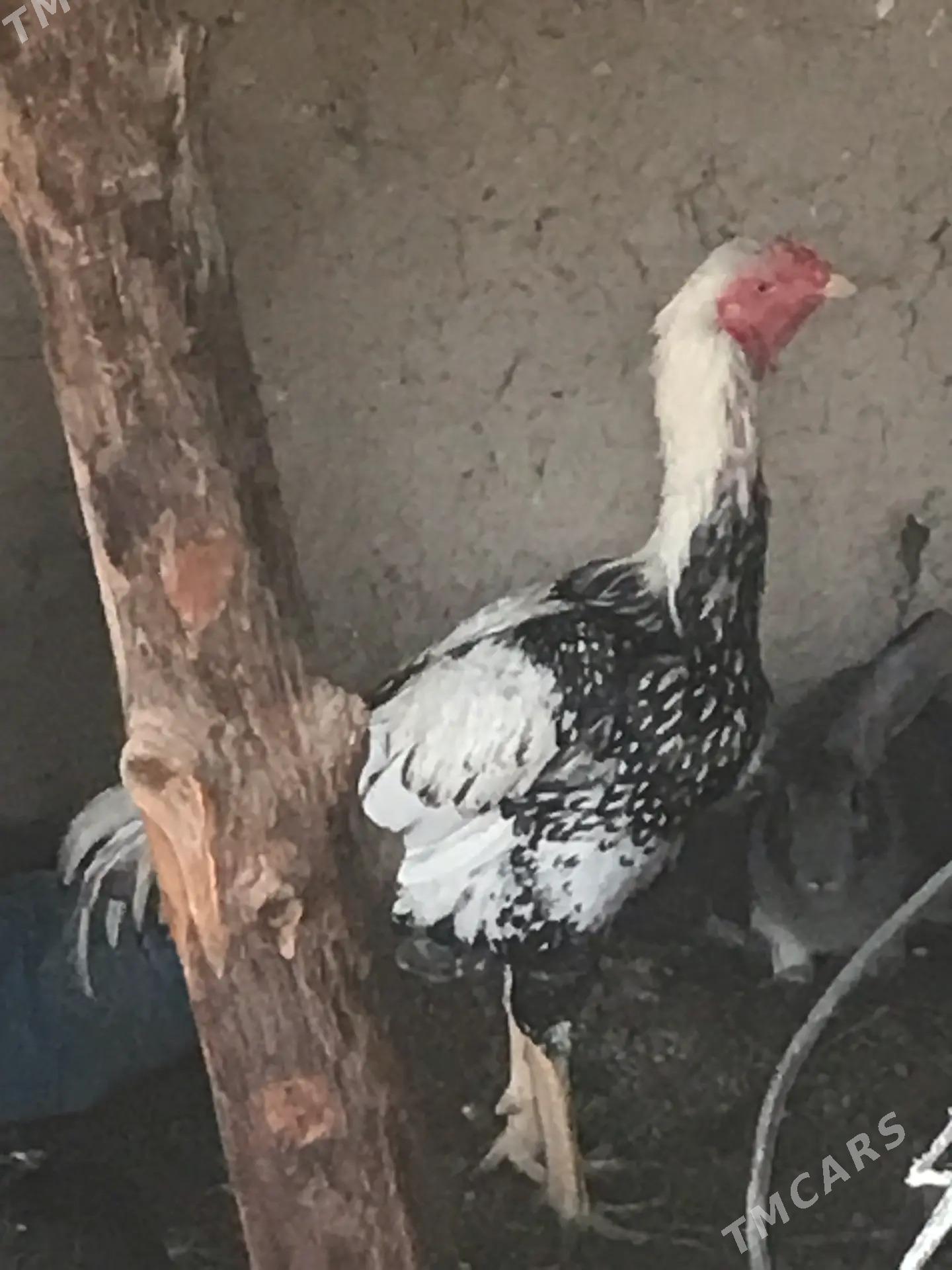 BAYSOW HORAZ 1ÝASYNDAKY SATLYK - Чарджоу - img 1