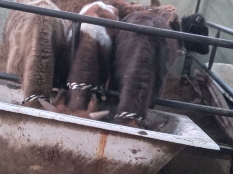 arzan 6.mal - Бузмеин - img 5