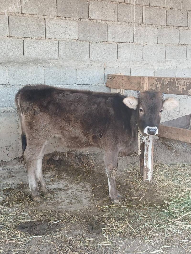 Tuwe - Gökdepe - img 2