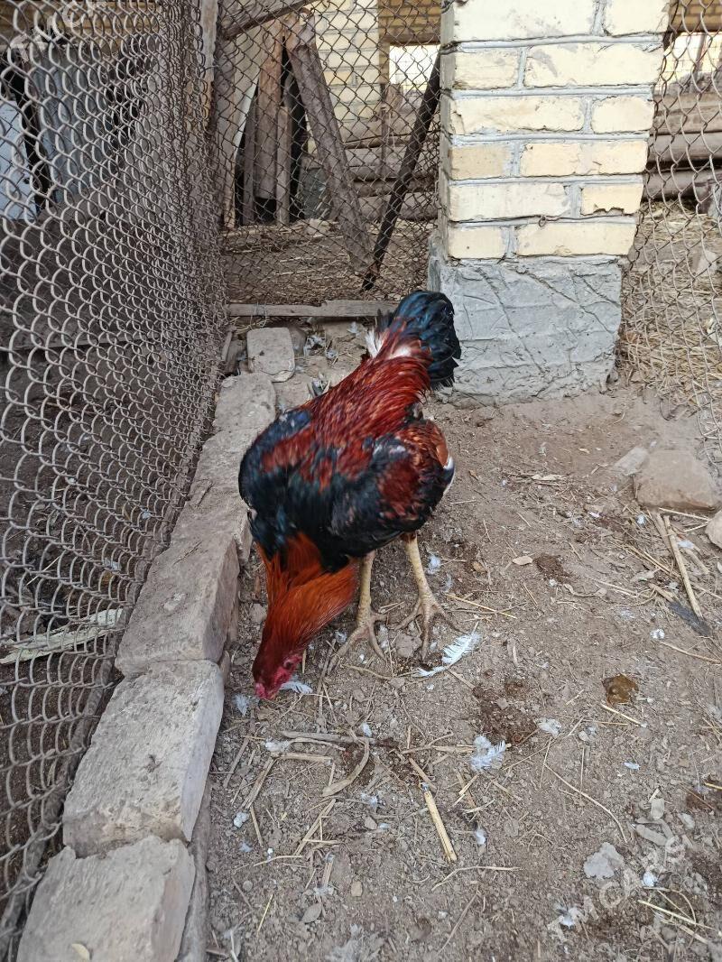 horaz juje - Чарджоу - img 9