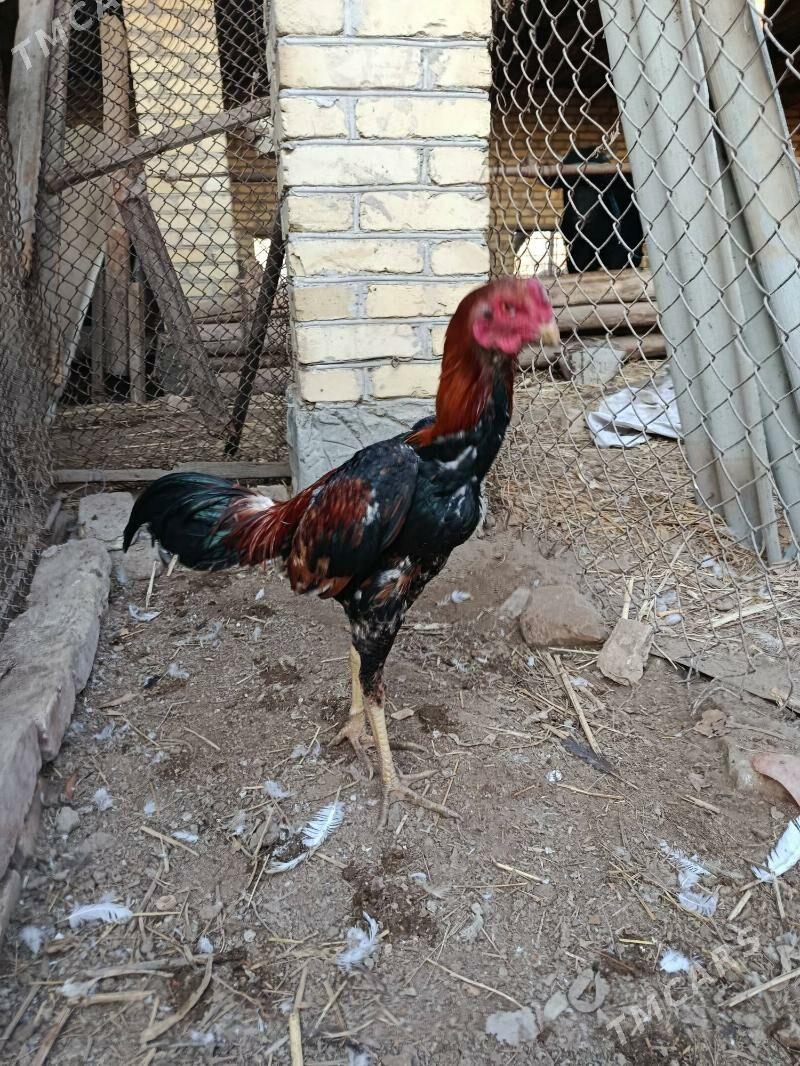 horaz juje - Чарджоу - img 4