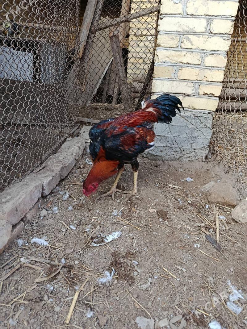 horaz juje - Чарджоу - img 8