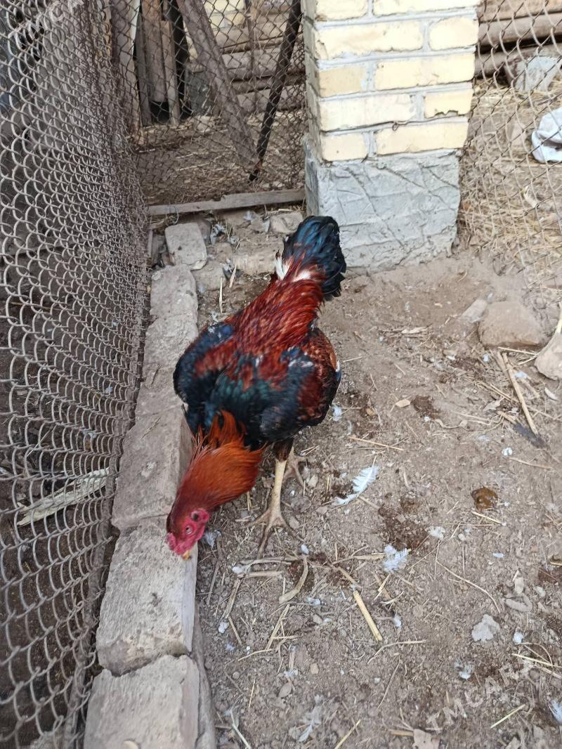 horaz juje - Чарджоу - img 3