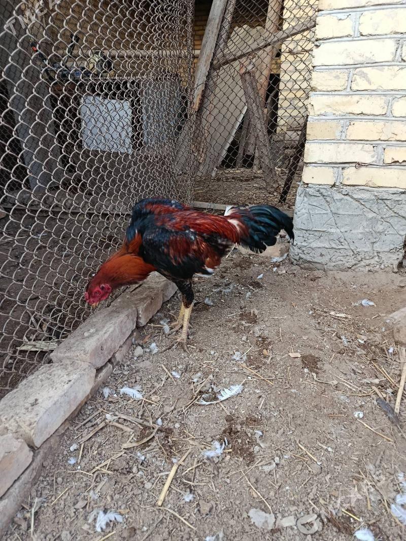 horaz juje - Чарджоу - img 5