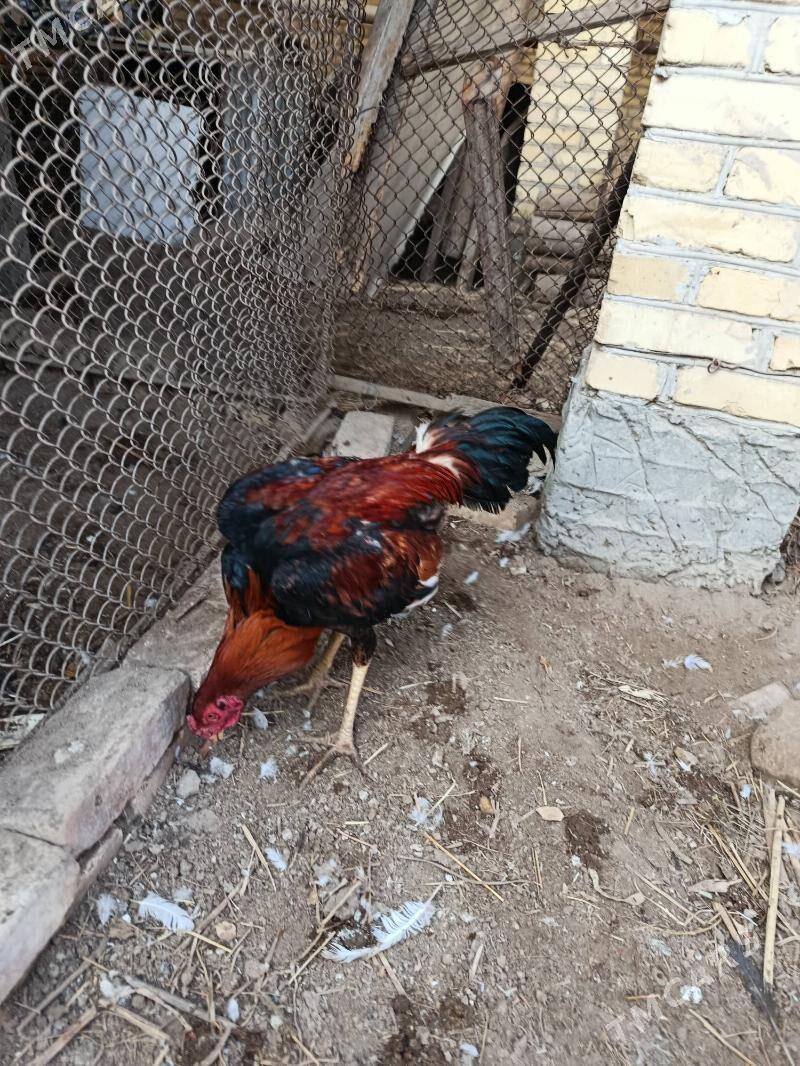 horaz juje - Чарджоу - img 7