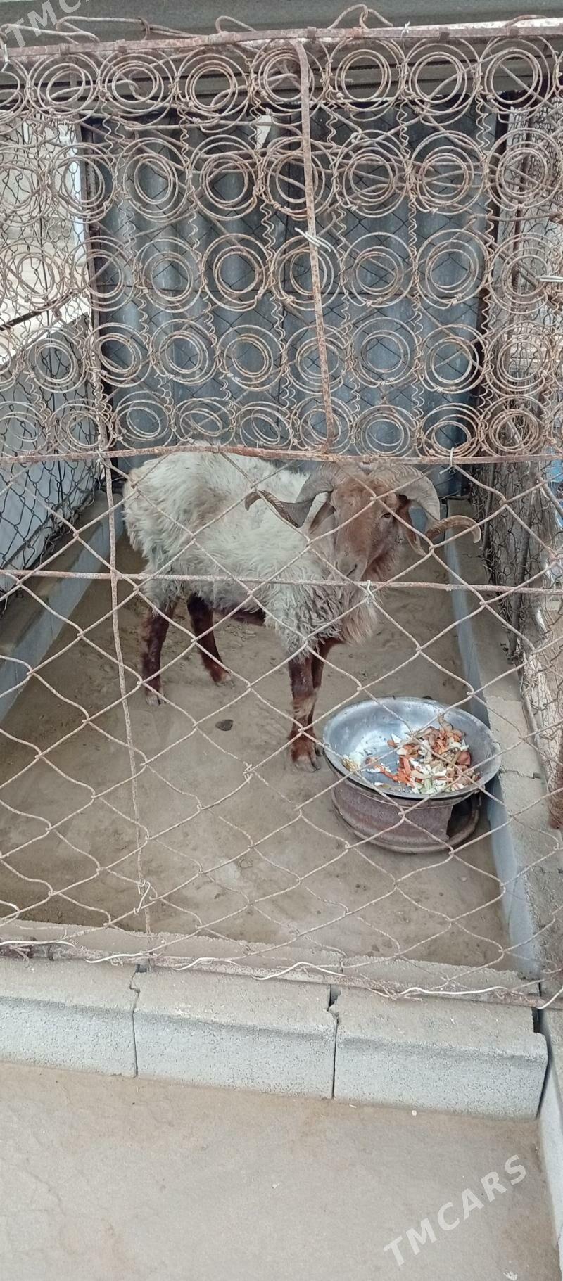 Goç - Эсенгулы - img 3