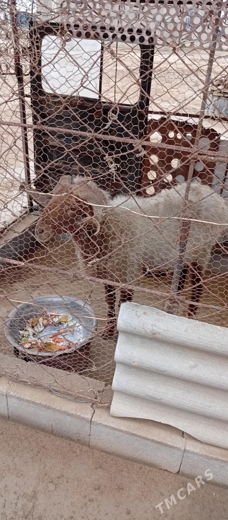 Goç - Эсенгулы - img 1