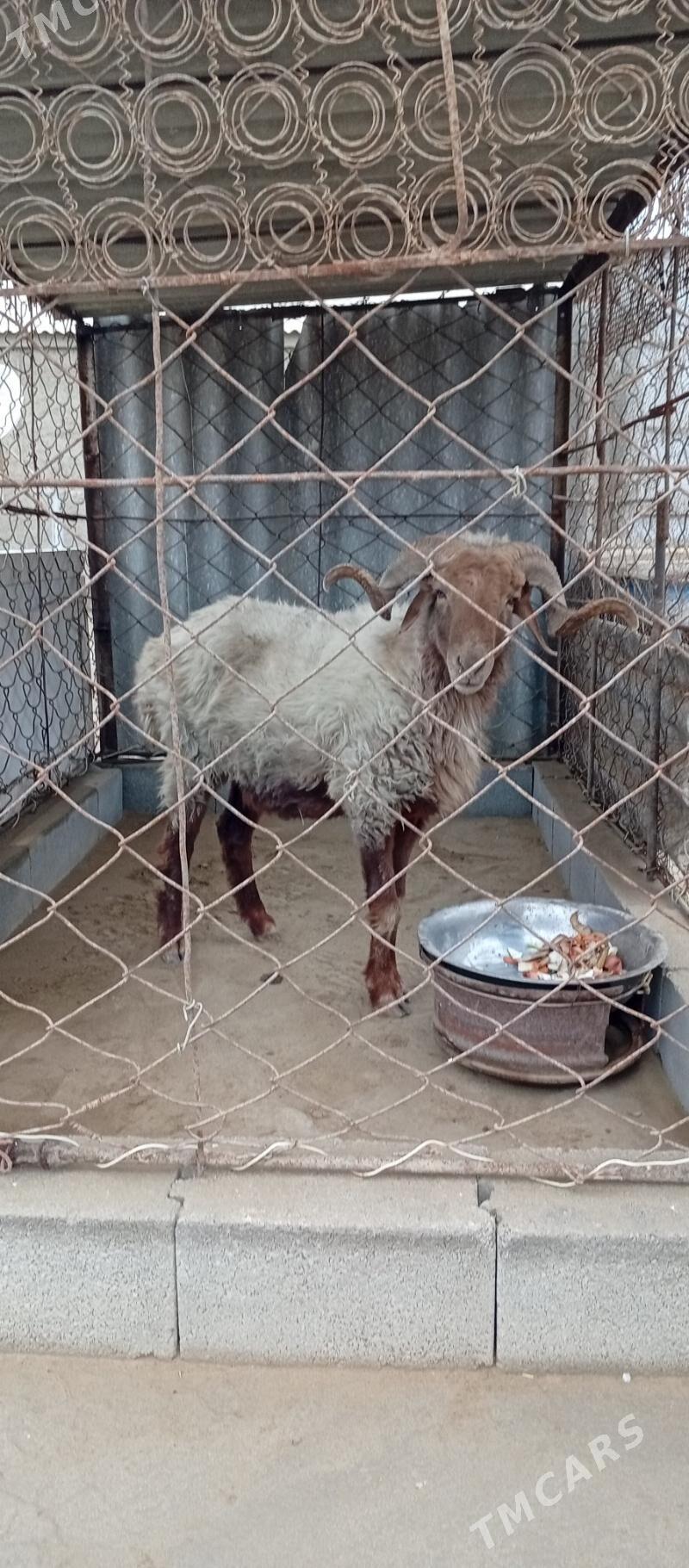 Goç - Эсенгулы - img 2