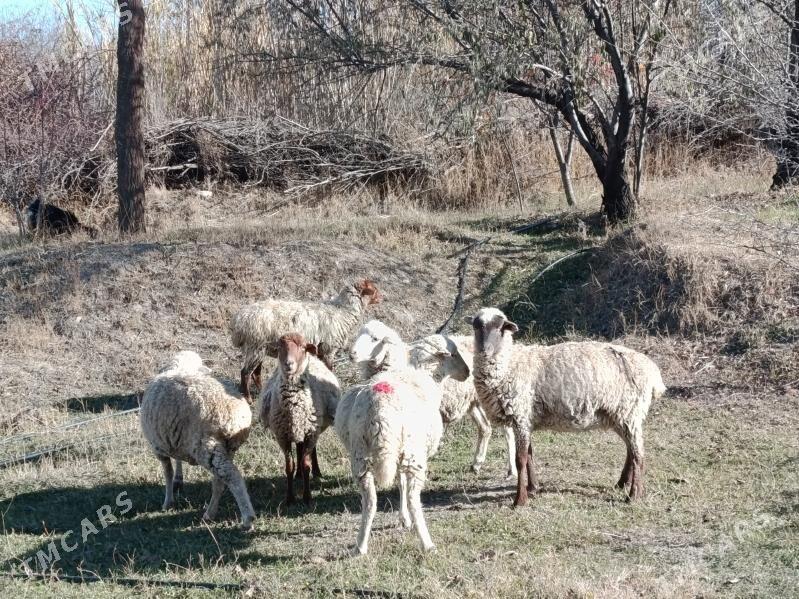mernos goyun - Bäherden - img 1