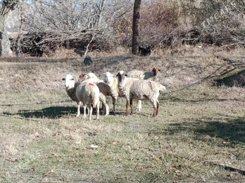 mernos goyun - Bäherden - img 2