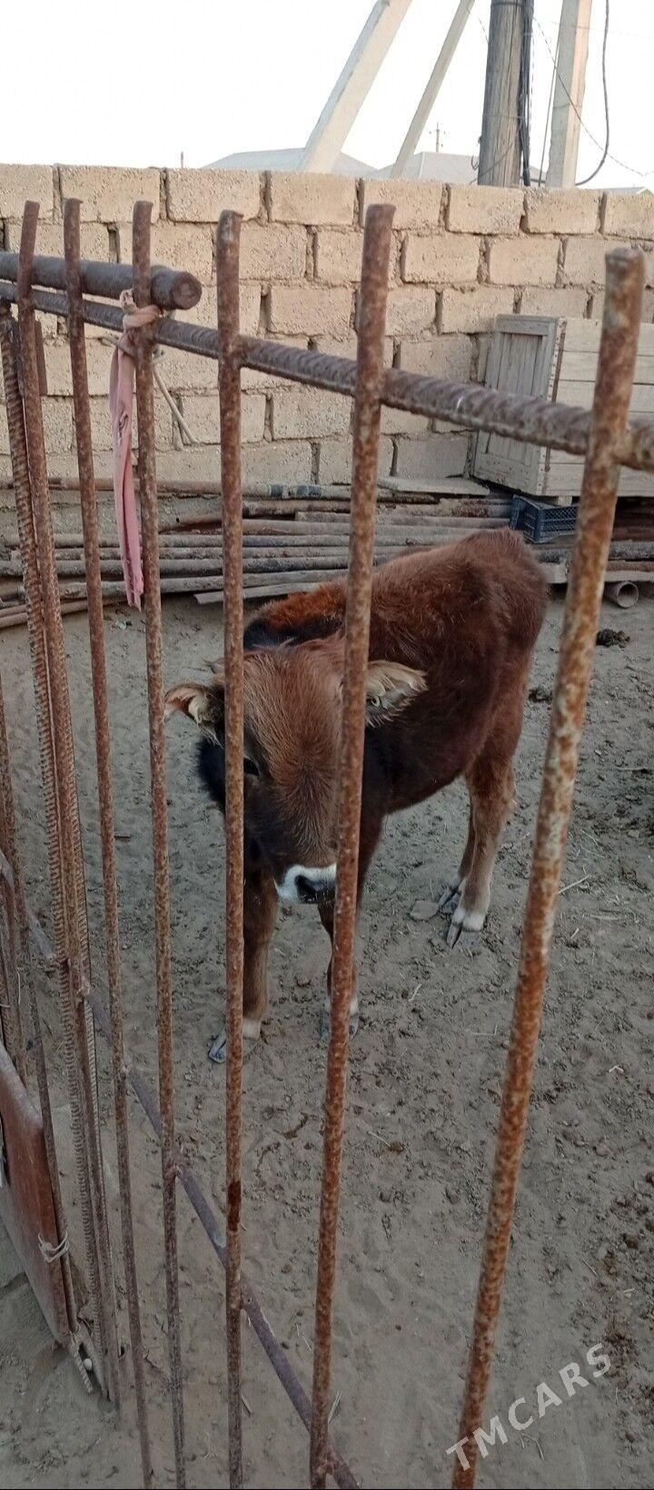 Öküzçe - Эсенгулы - img 2