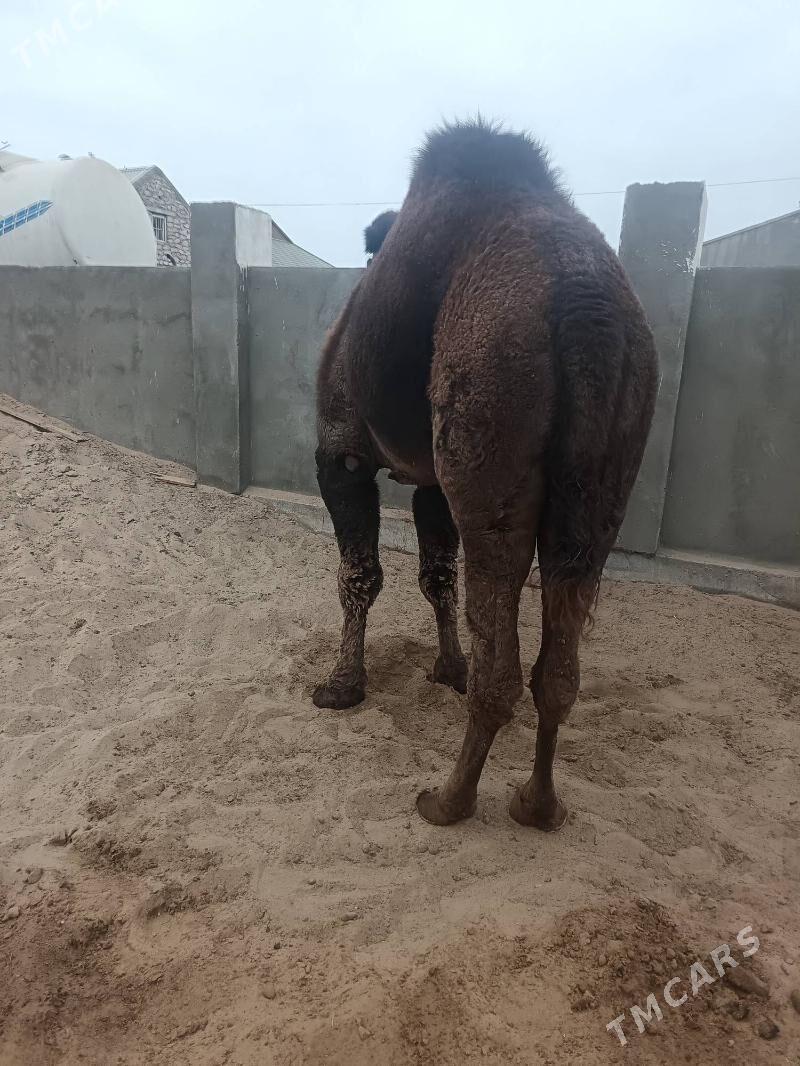 erkek duye - Джебел - img 2