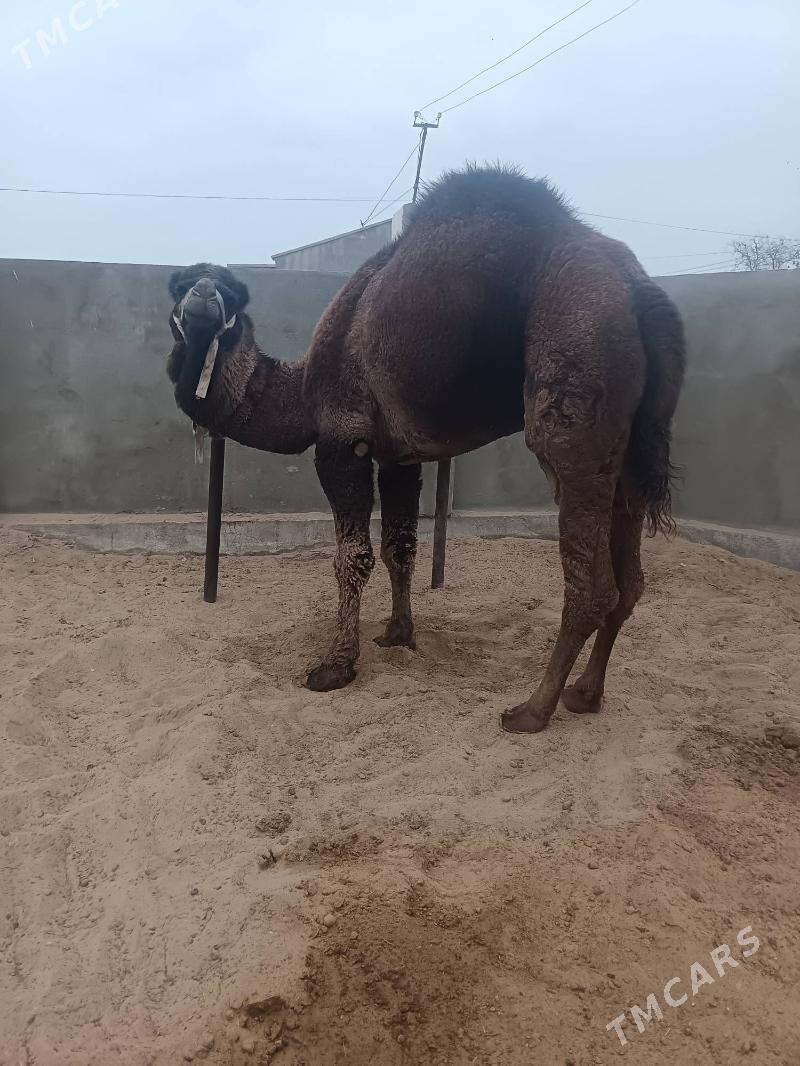 erkek duye - Джебел - img 3